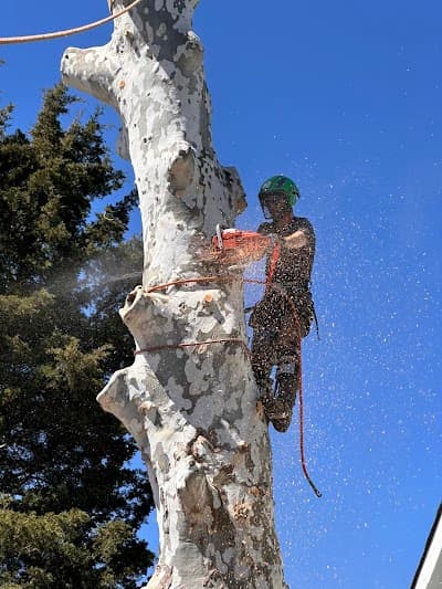 Anderson Gutter & Tree